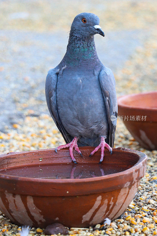 印度柏油路面上，普通鸽子(Columba livia domestica)栖息在水盆边缘，周围是谷物，饮水